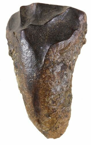 Triceratops Shed Tooth - Montana #59293